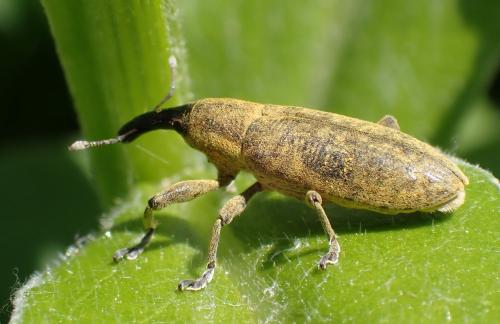 Réf. 322 990 : Lixus pulverulentus
